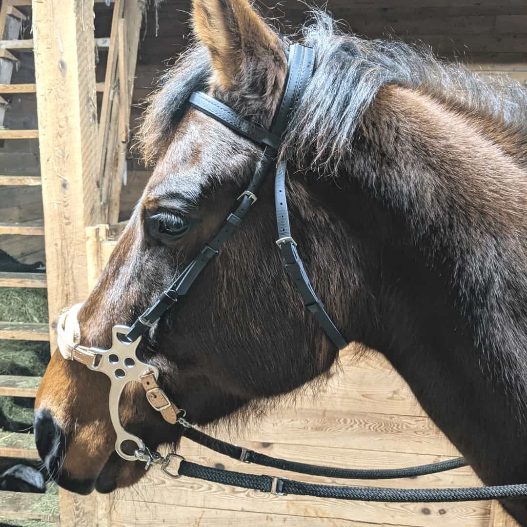 thumbnail image 2 of PRO IRON GEAR Stainless Steel Hackamore Horse Bit – English/Western Bitless Bridle Cheeks – 2078 2 of 6