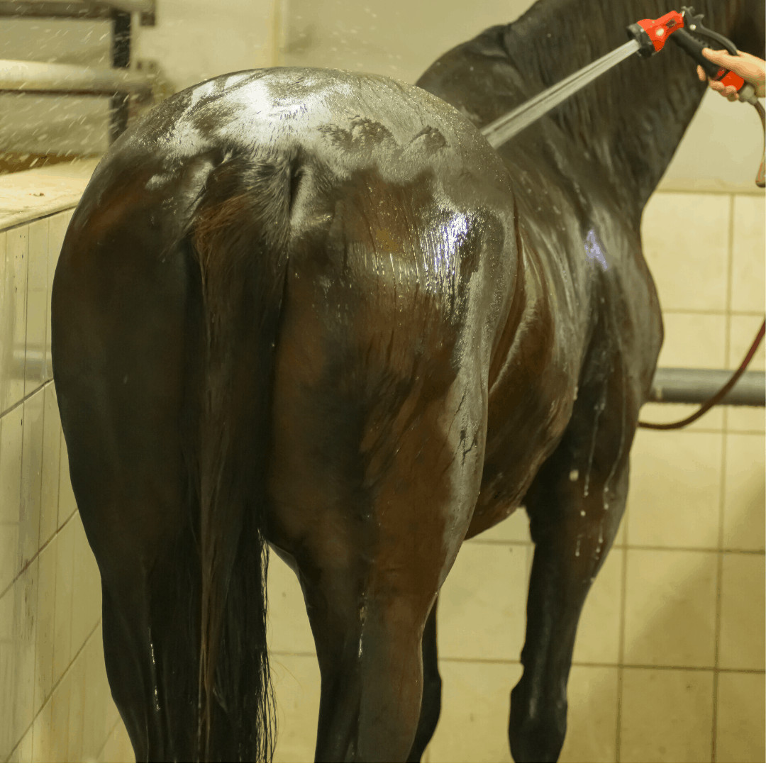 Shampoing et revitalisant