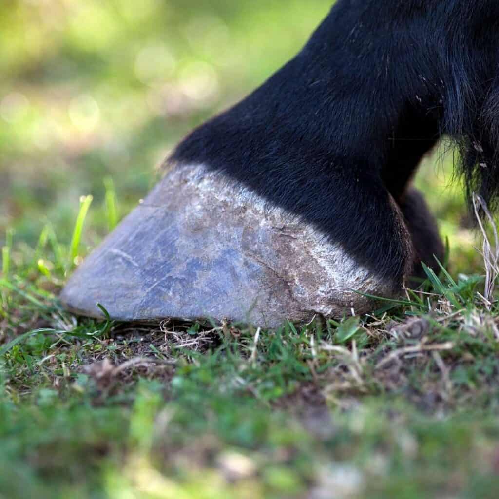 Hoof in the grass - horse steps on a nail trail riding